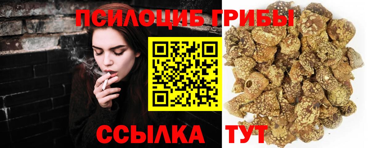 Псилоцибиновые грибы Psilocybe Кольчугино